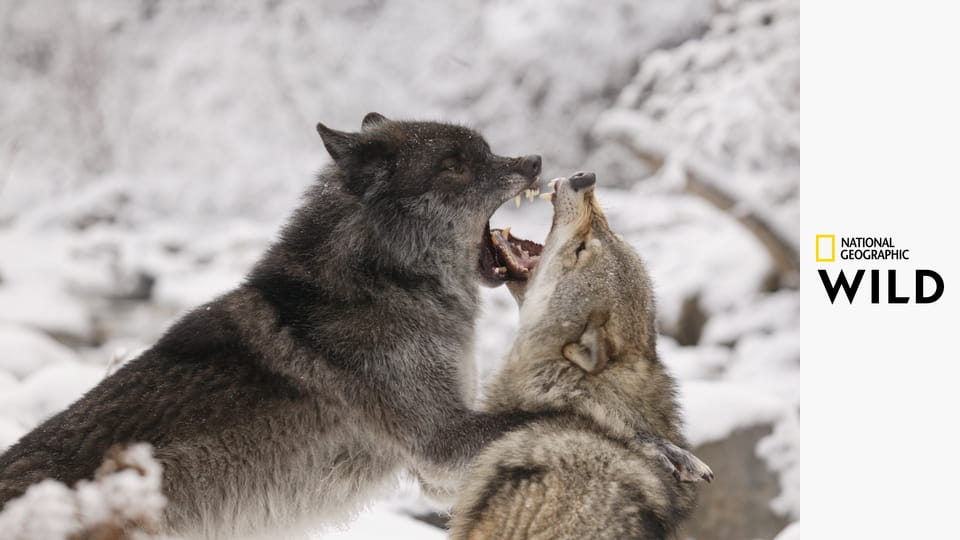 Бойцовский клуб для животных S4E2 - Самые опасные животные Африки