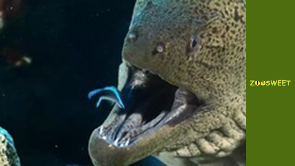 Супер чуття - серія 4