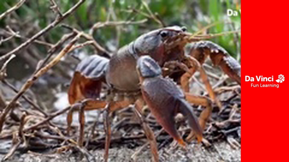 Дослідження: «Дивовижна планета» - Підлітки роблять свій внесок