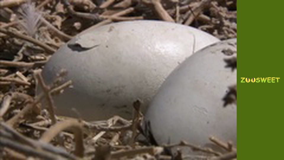 Моі друзі тварини. Малюки - серія 17