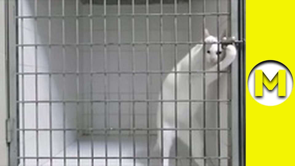 Max TV - сезон 1 - серія 157