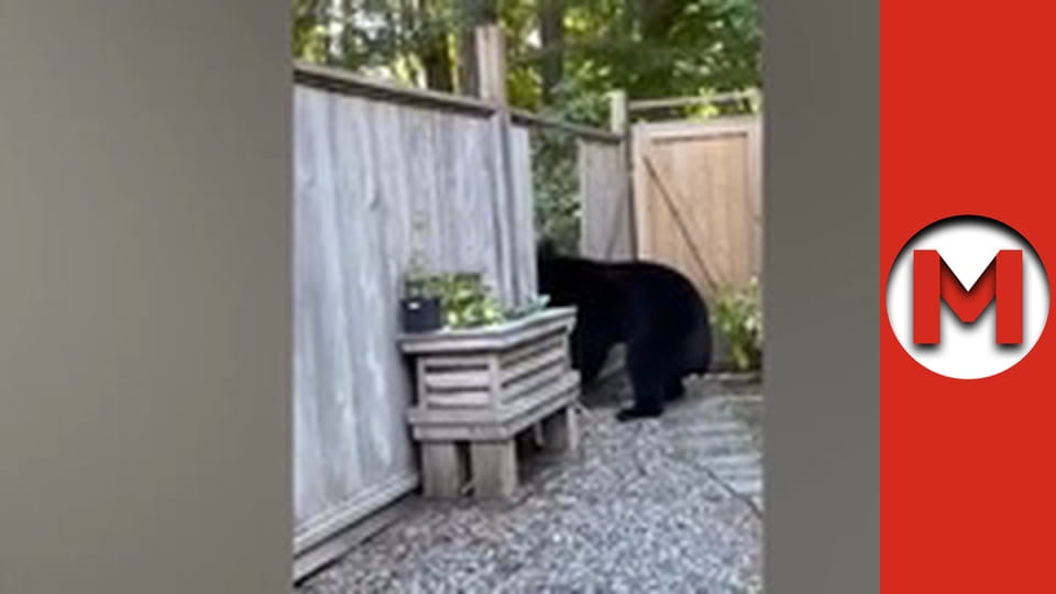 Макс Шоу - сезон 3 - серія 5