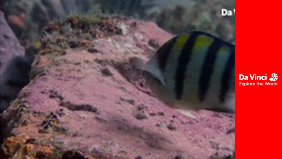 Бунтівні тварини - Риби в мулових норах