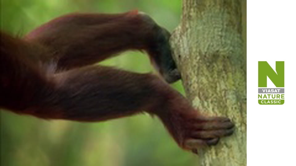 Wildest Latin America - Patagonia