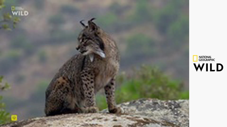 Дикая жизнь: Большой мороз - Дикая жизнь: Большой мороз