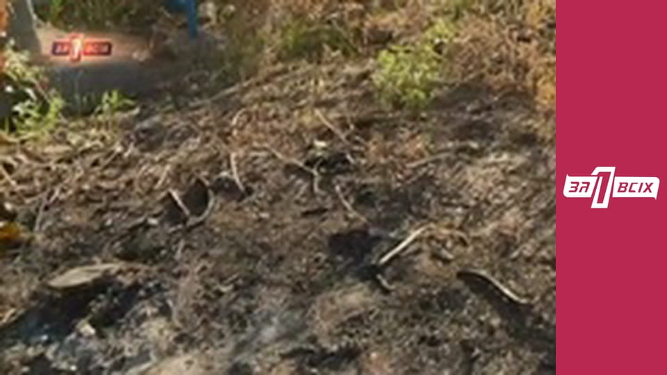 Діти їдять собак. Частина 1