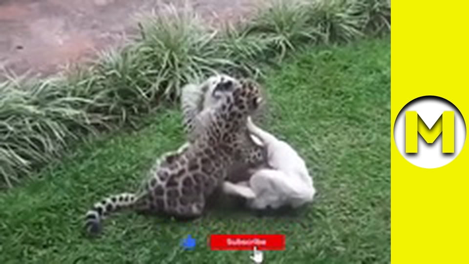 TOP (Max TV) - сезон 3 - серія 23