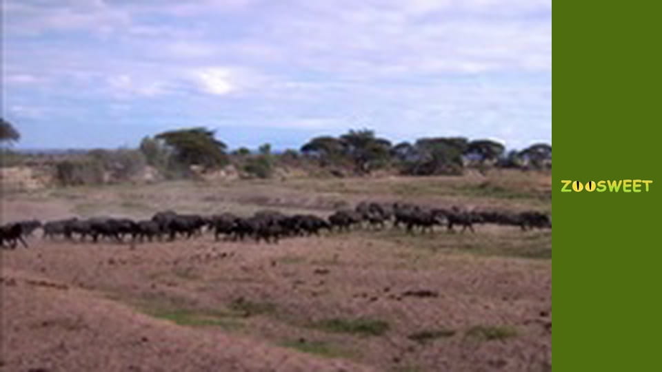 Wild Animals - episode 5