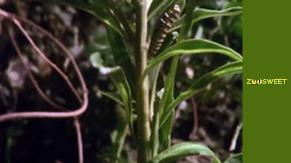 Супер чуття - серія 5