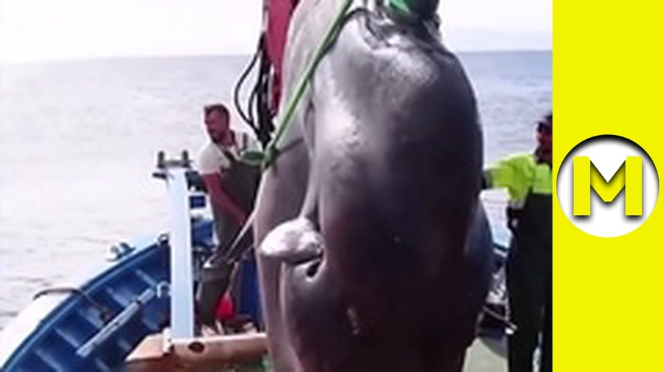 TOP (Max TV) - сезон 3 - серія 51