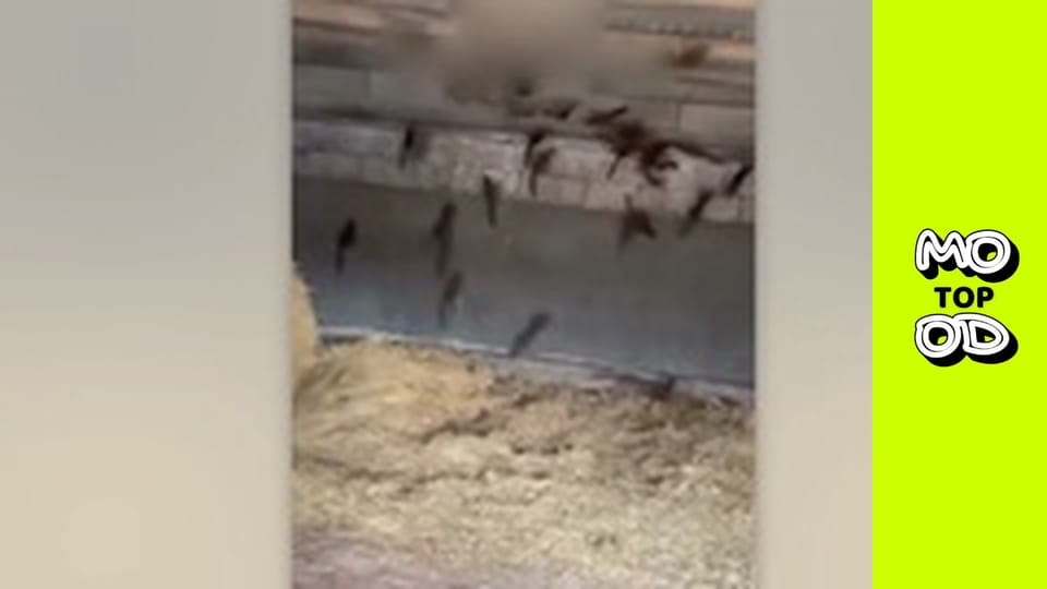 Top Mood, Сезон 2, Выпуск 22