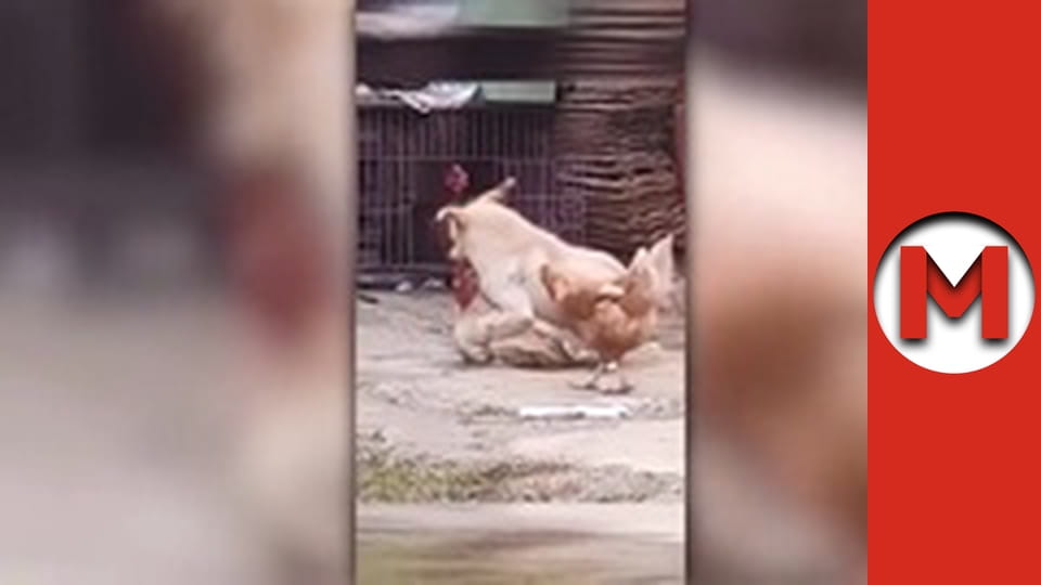 Макс Шоу - сезон 3 - серія 7