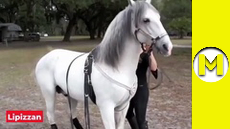 Max TV - сезон 1 - серія 38