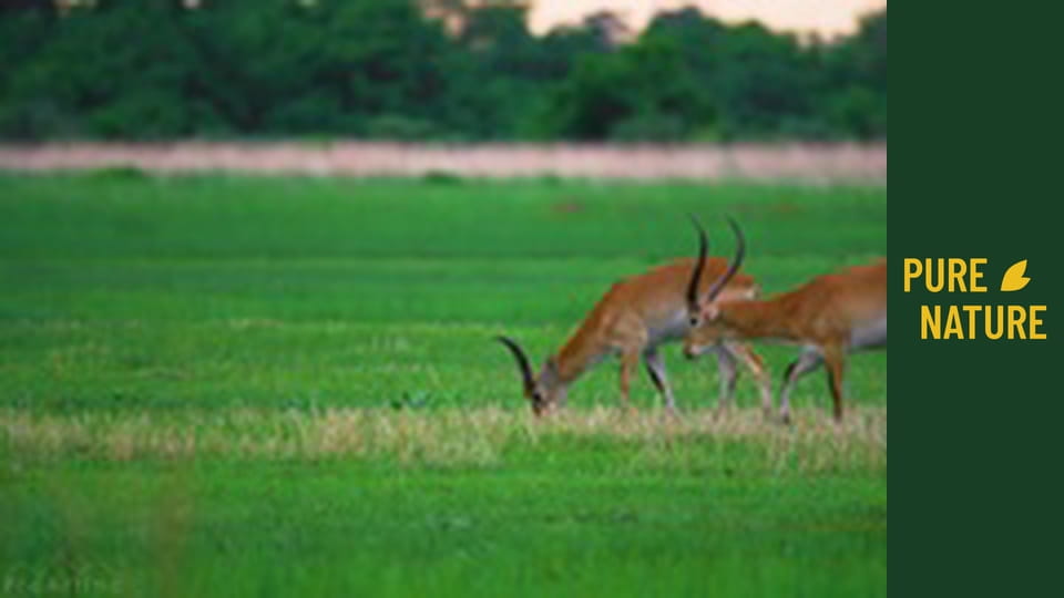 Unique Wildlife of Okavango Delta Area, Botswana