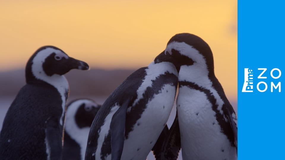 Africký vodní svět E6 - Chobe: Řeka života