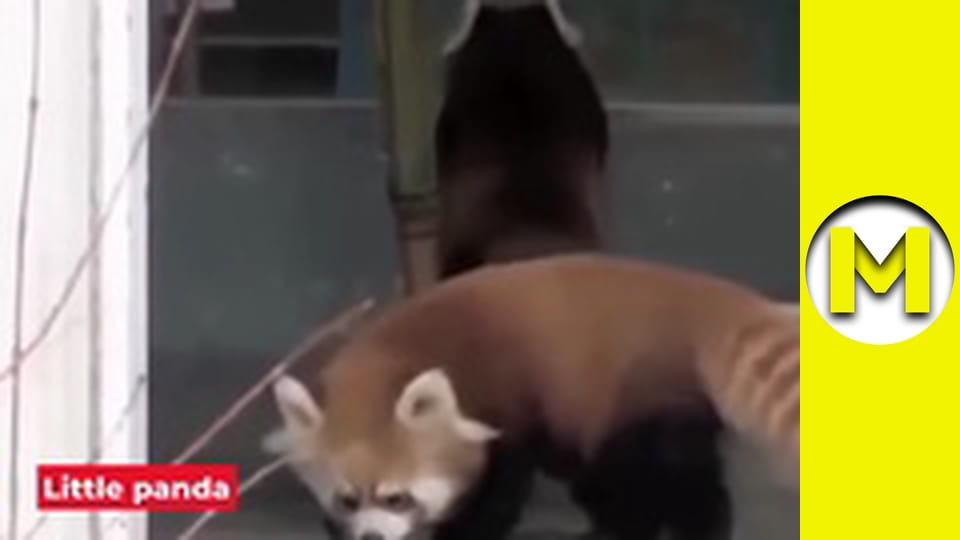 Max TV - сезон 1 - серія 66