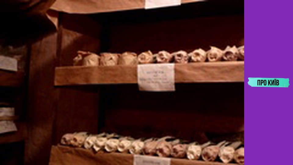 Укриття, бомбосховища, бункери.