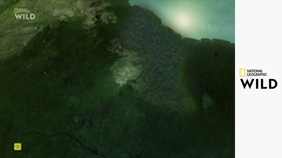 Jaguár: Ikona guyanskej džungle