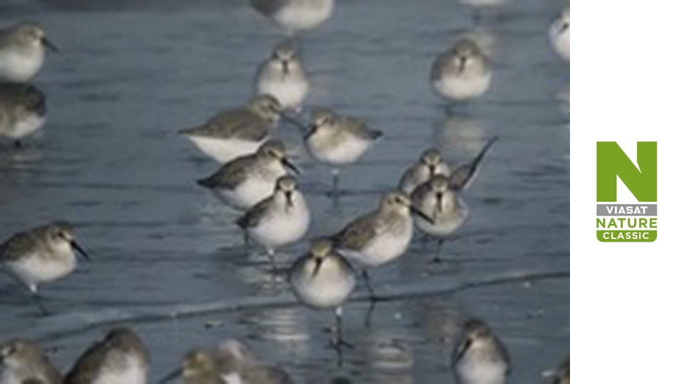 Wild Belgium - Life in the Shadows
