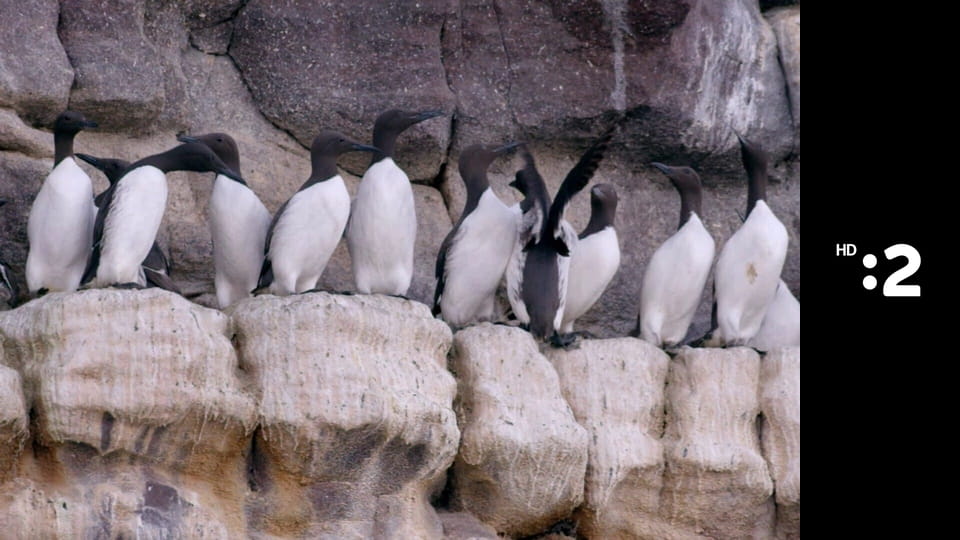 Byť tak zvieratkom E39 - Vlk