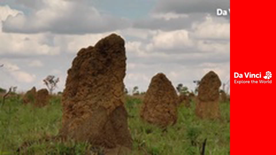 Бунтівні тварини - Личинки жуків активізуються вночі