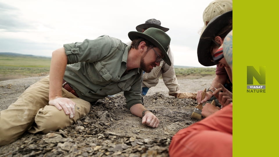 У пошуках загублених звірів S2E6 - Таємниці волохатого носорога