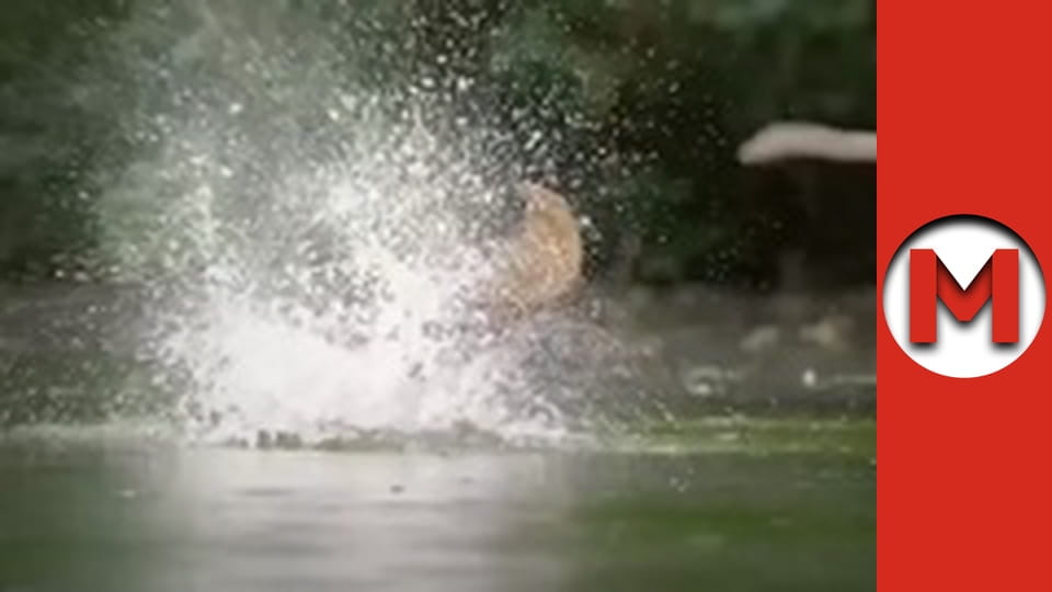 Max TV - сезон 5 - серія 72