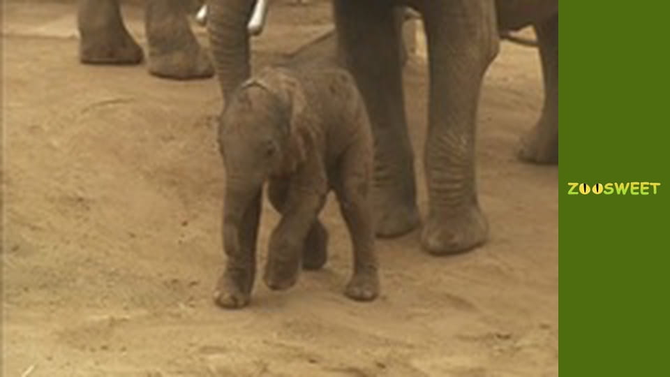 Дикий світ Сан-Дієго - серія 15