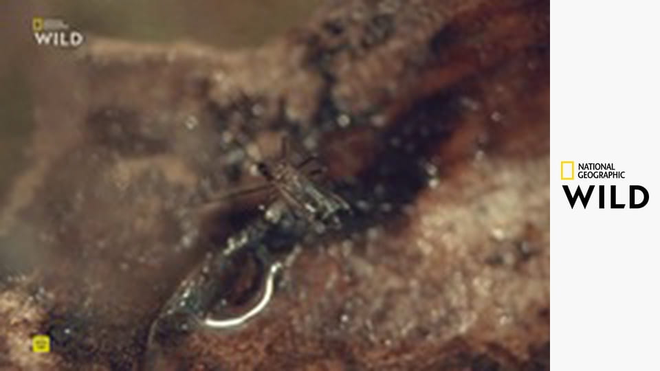 Кто-то меня укусил S1E2