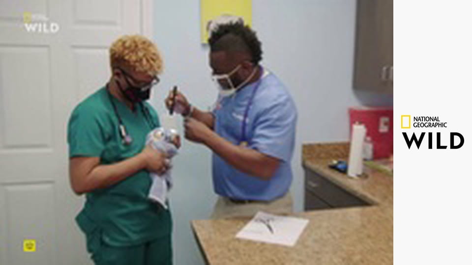 Ветпомощь для всех: Сборник S4E10