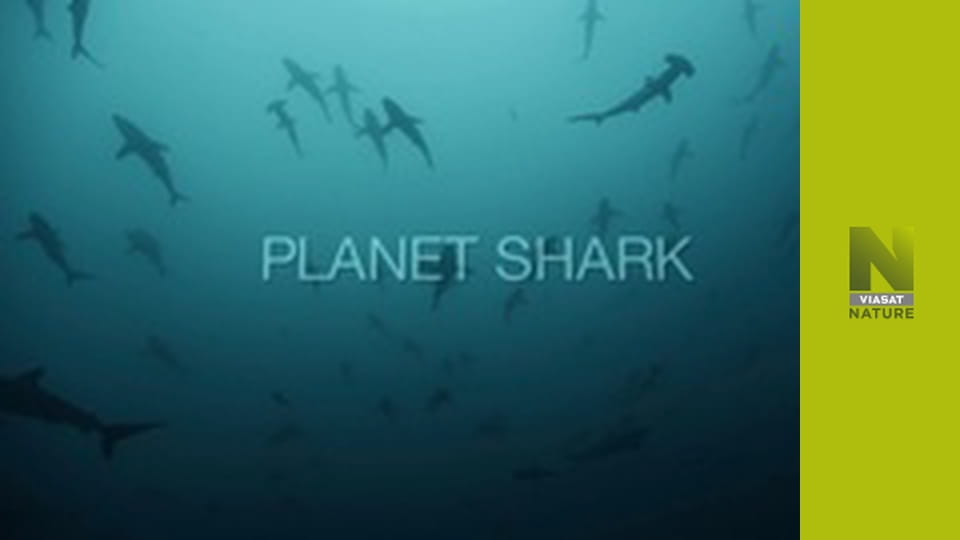 Планета акул S1E1 - Найкращий хижак