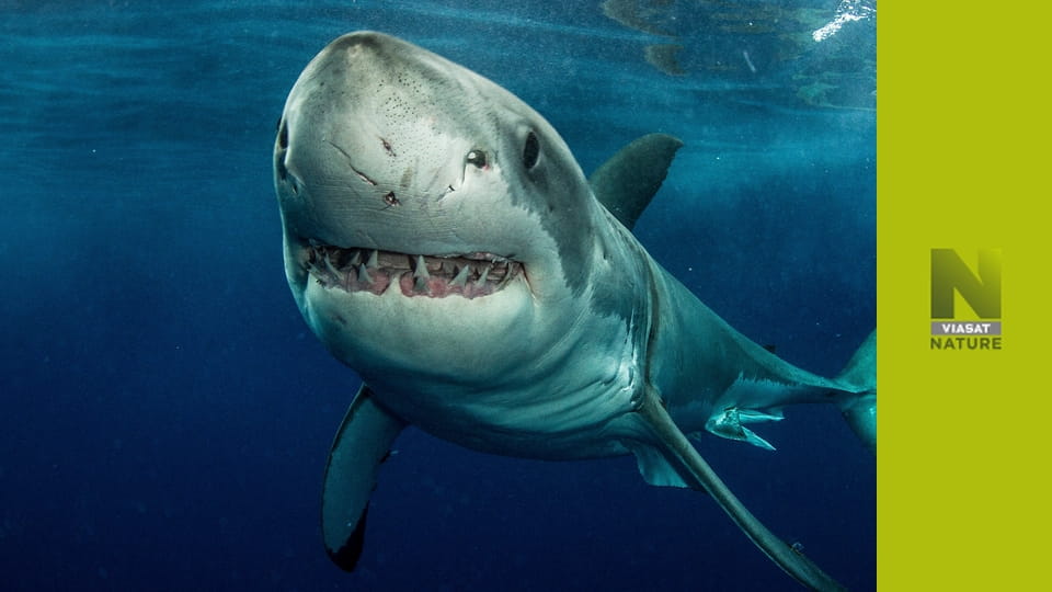 Планета акул S1E1 - Найкращий хижак
