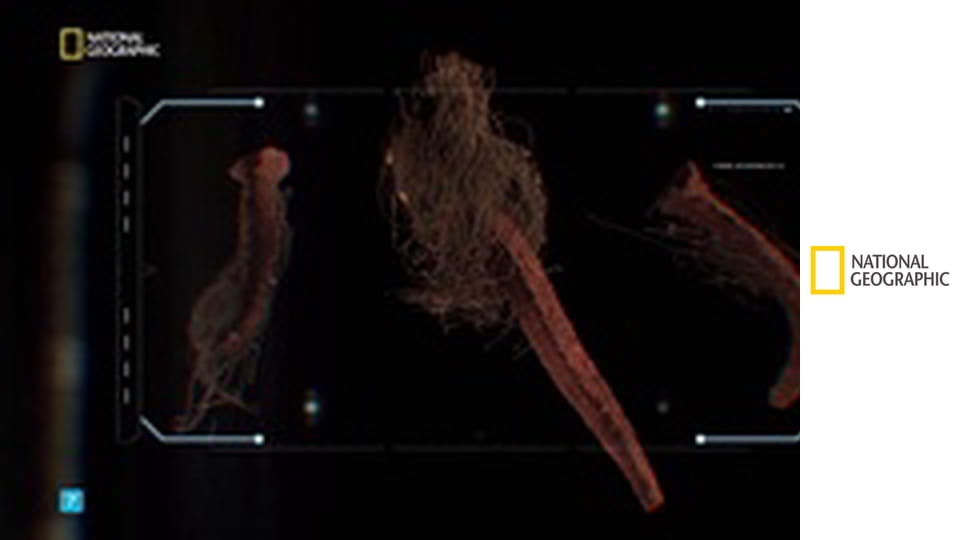 Очень странные экспонаты S3E4 - Роанок, рупор и борода Сфинкса