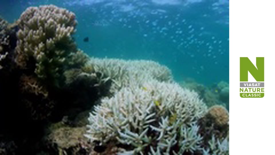 Планета Большой Барьерный риф - Спасатели черепах и острове Рейн