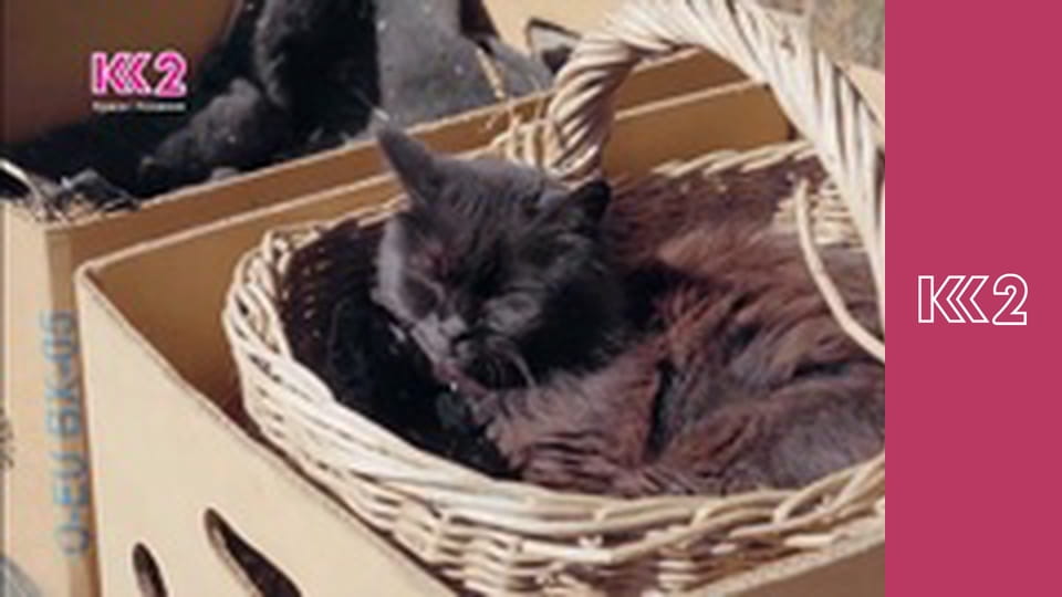 Удачний проект S2E61