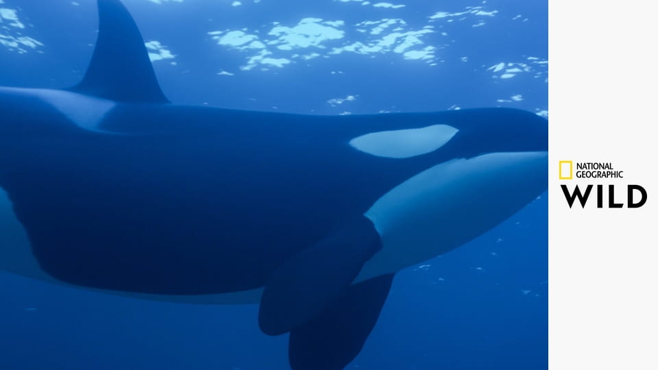 Хроники китов-убийц S1E1