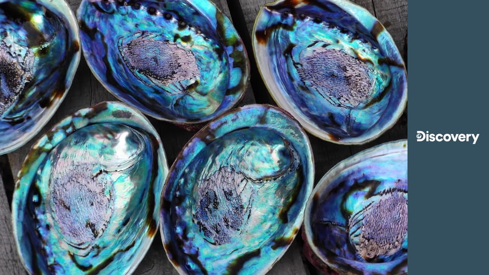 Войны за моллюсков S4E2