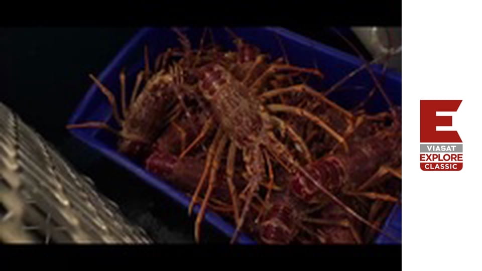 Aussie Lobster Men Season 5 Episode 6