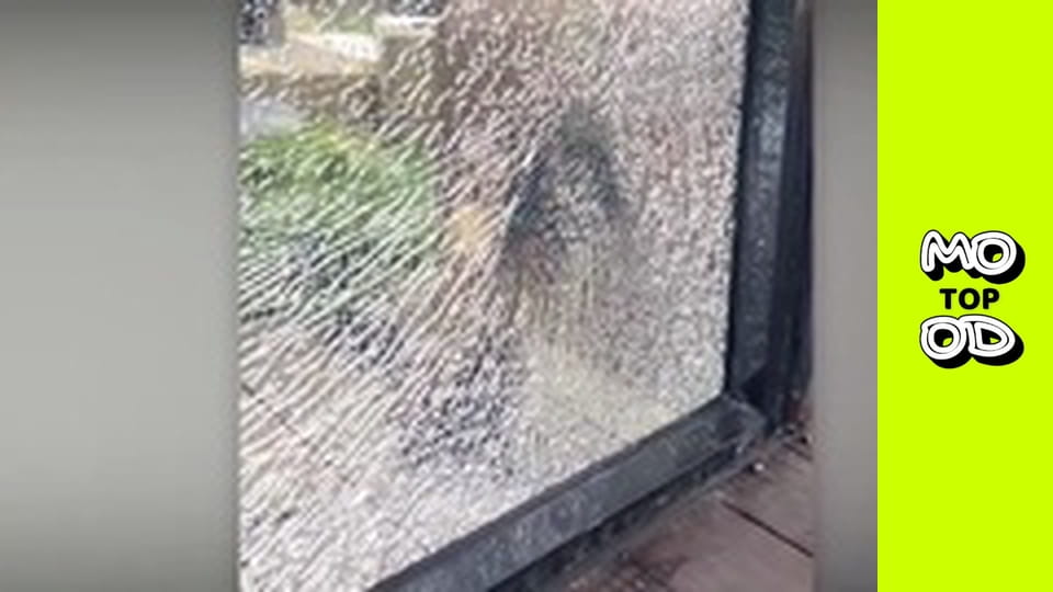 TopMood Season 4 Episode 50