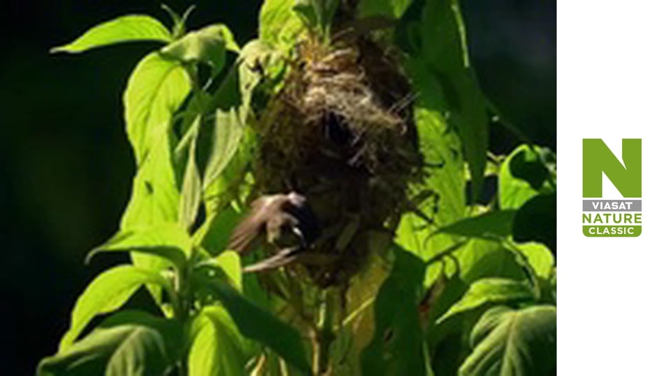 Nile: The Ultimate River - Mountains of the Moon