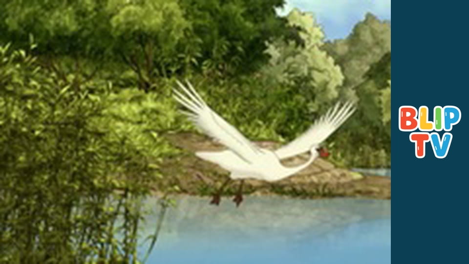 Mute swan in wedding fever