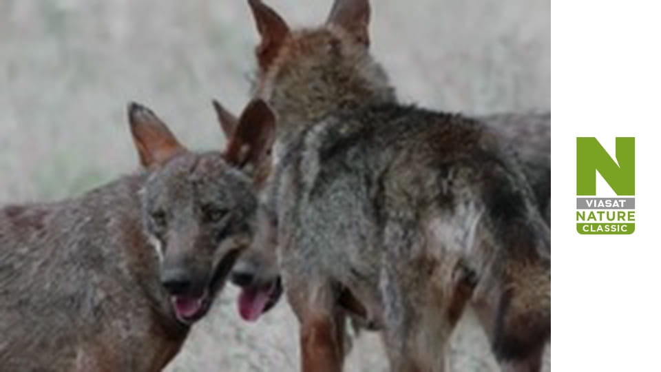 Wild Fighters - The Fight For Life