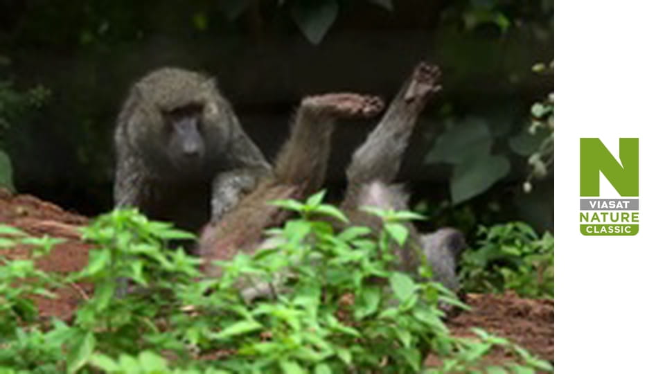 Malawi Wildlife Rescue - A Pangolin's Plight