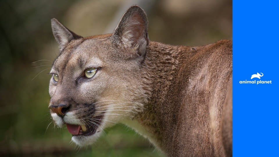 Осторожно, опасные животные S2E6 - Атакованные на Аляске