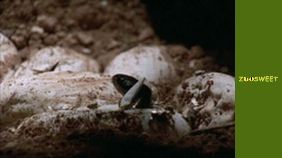 Дикі тварини - серія 10