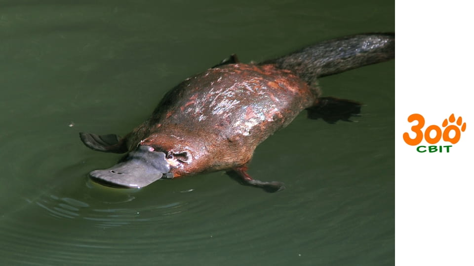 Світ дикої природи - Арктика