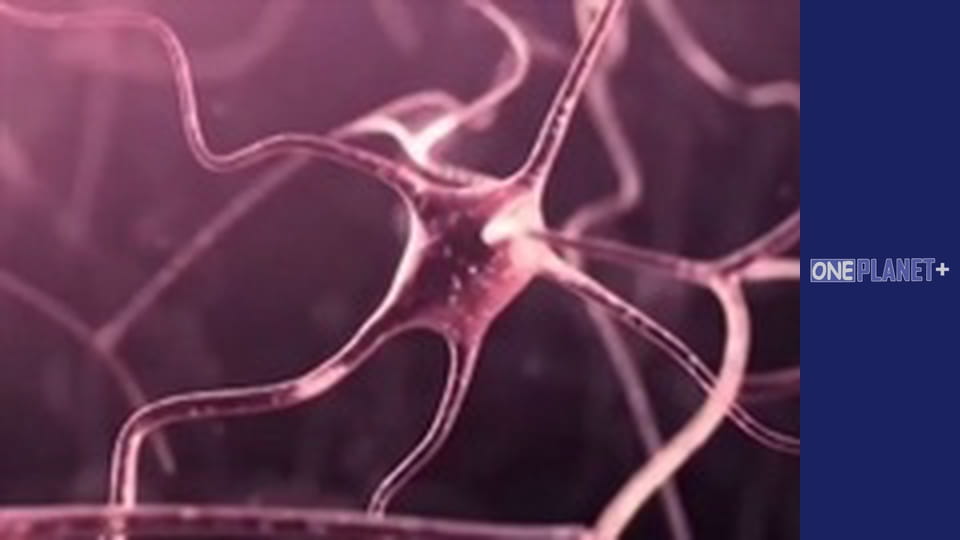 Mind Works, Season 1, Episode 9