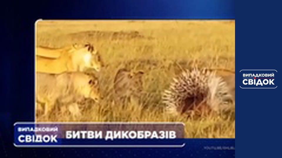 Випадковий свідок, Випуск 249