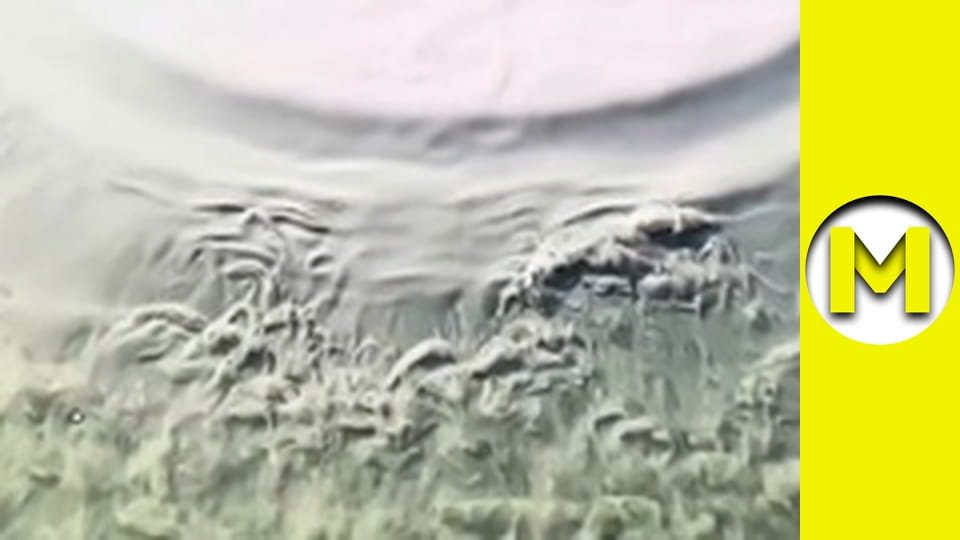 Max TV - сезон 6 - серія 12