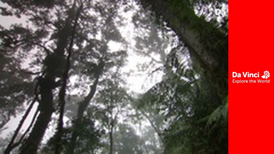 Бунтівні тварини Рослина-хижак і дуже солодка пастка